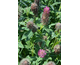 Trifolium rubens