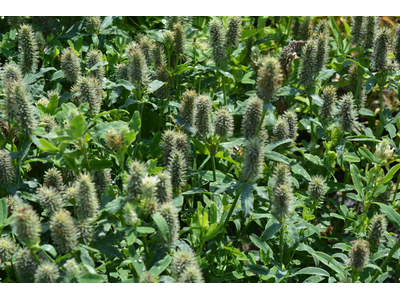 Trifolium rubens f. album