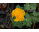 Trollius chinensis Morning Sun