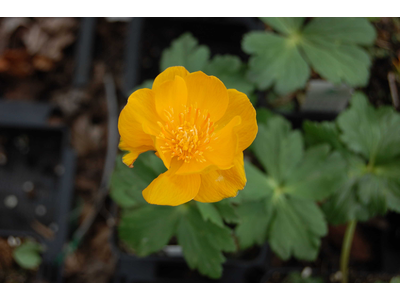 Trollius chinensis