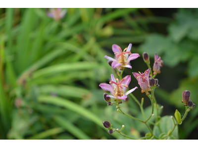 Tricyrtis