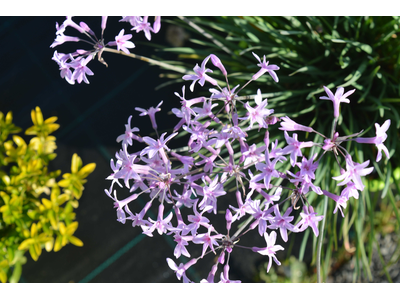 Tulbaghia violacea