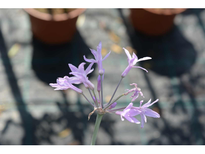 Tulbaghia violacea