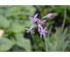 Tulbaghia violacea