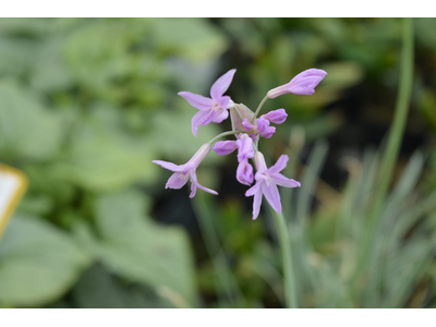 Tulbaghia violacea