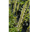 Verbascum chaixii f. album Wedding Candles