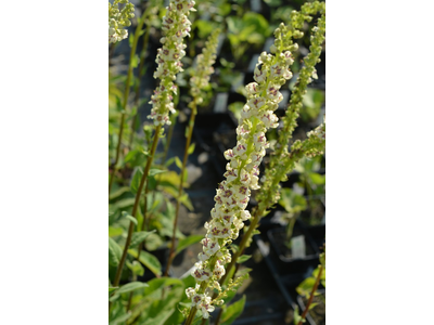 Verbascum chaixii f. album