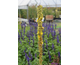 Verbascum thapsus