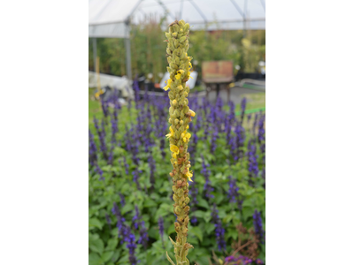 Verbascum thapsus