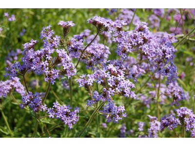 Verbena