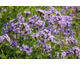 Verbena Boughton House