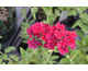 Verbena Claret