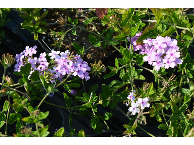 Verbena