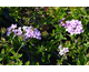 Verbena Seabrook's Lavender ®