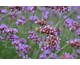 Verbena bonariensis