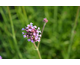 Verbena bonariensis Purple Haze