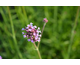 Verbena bonariensis