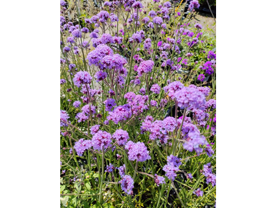 Verbena bonariensis