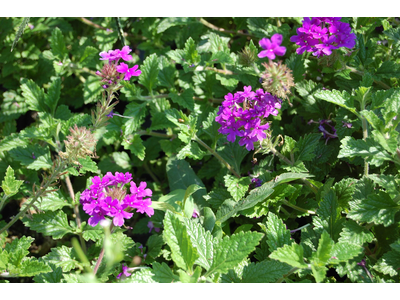 Verbena canadensis 