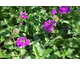 Verbena canadensis 