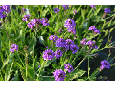 Verbena rigida