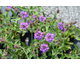 Verbena rigida Santos Purple