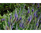 Veronica spicata Blue Bouquet
