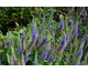 Veronica spicata