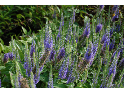 Veronica spicata