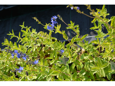 Veronica austriaca