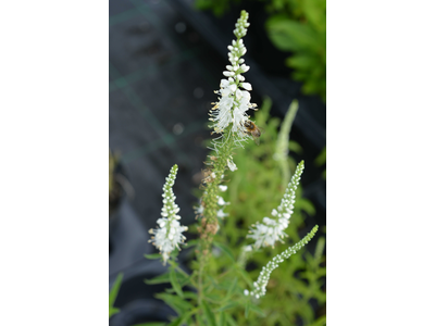 Veronica longifolia