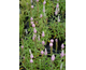 Veronica longifolia Pink Eveline