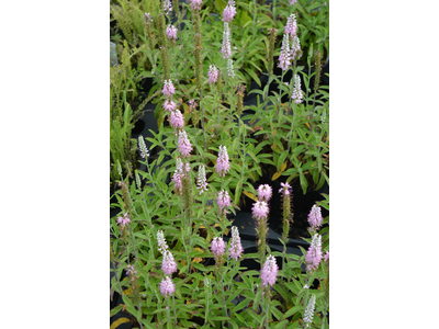 Veronica longifolia