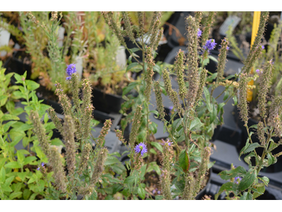 Veronica spicata