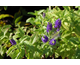 Veronica longifolia Blauriesin