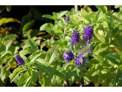 Veronica longifolia