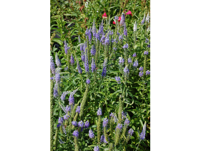 Veronica longifolia