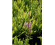 Veronica longifolia Pink Shades