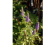 Veronica orchidea Blue Fingers