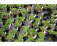 Veronica porphyriana 