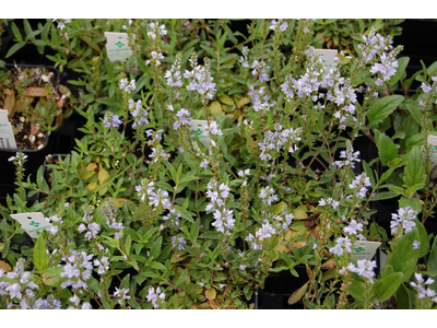 Veronica prostrata