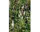 Veronica spicata Alba