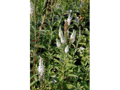 Veronica spicata