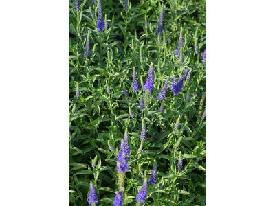 Veronica spicata