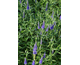 Veronica spicata Anniversary Blue