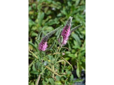 Veronica spicata