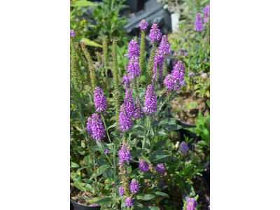 Veronica spicata