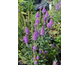 Veronica spicata Bubblegum Candles ®