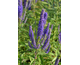 Veronica spicata Christa