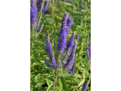 Veronica spicata